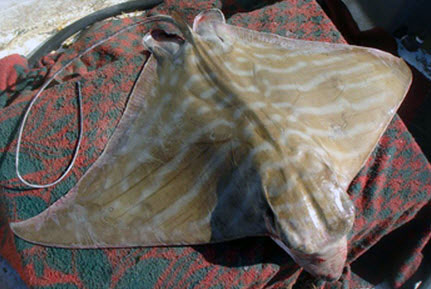 Pteromylaeus bobinus_06